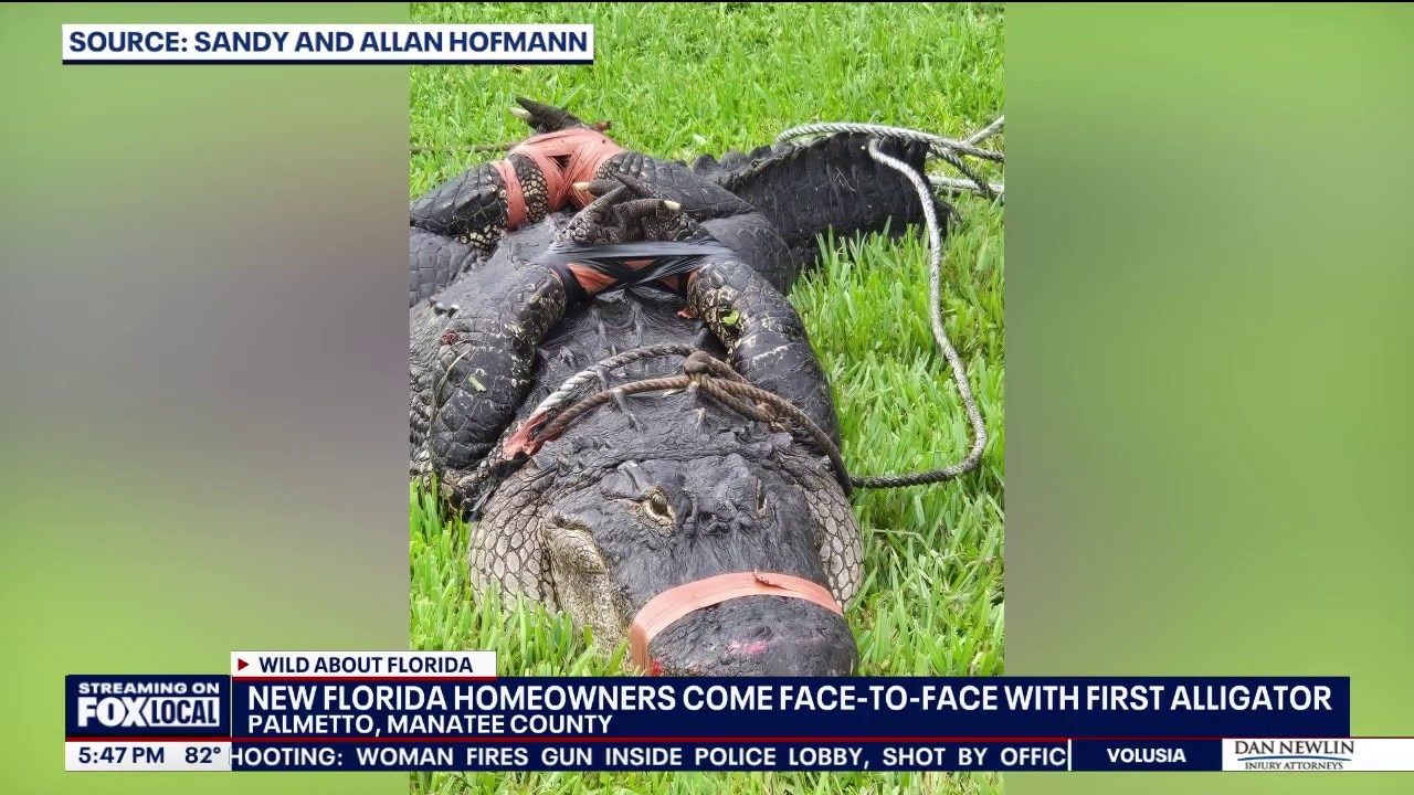 New Florida homeowners find 300-pound alligator outside home