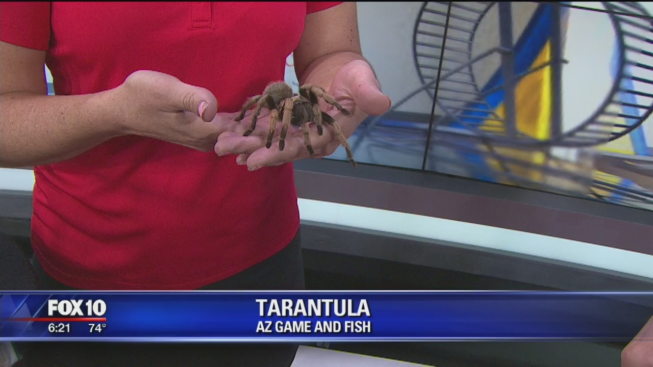 Critter Corner: Tarantula