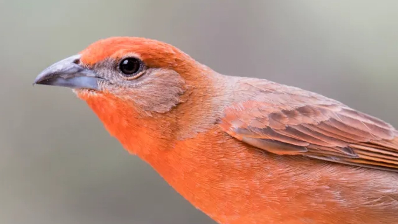 Bird is the word! New research helps decode bird communication | ChicagoLIVE