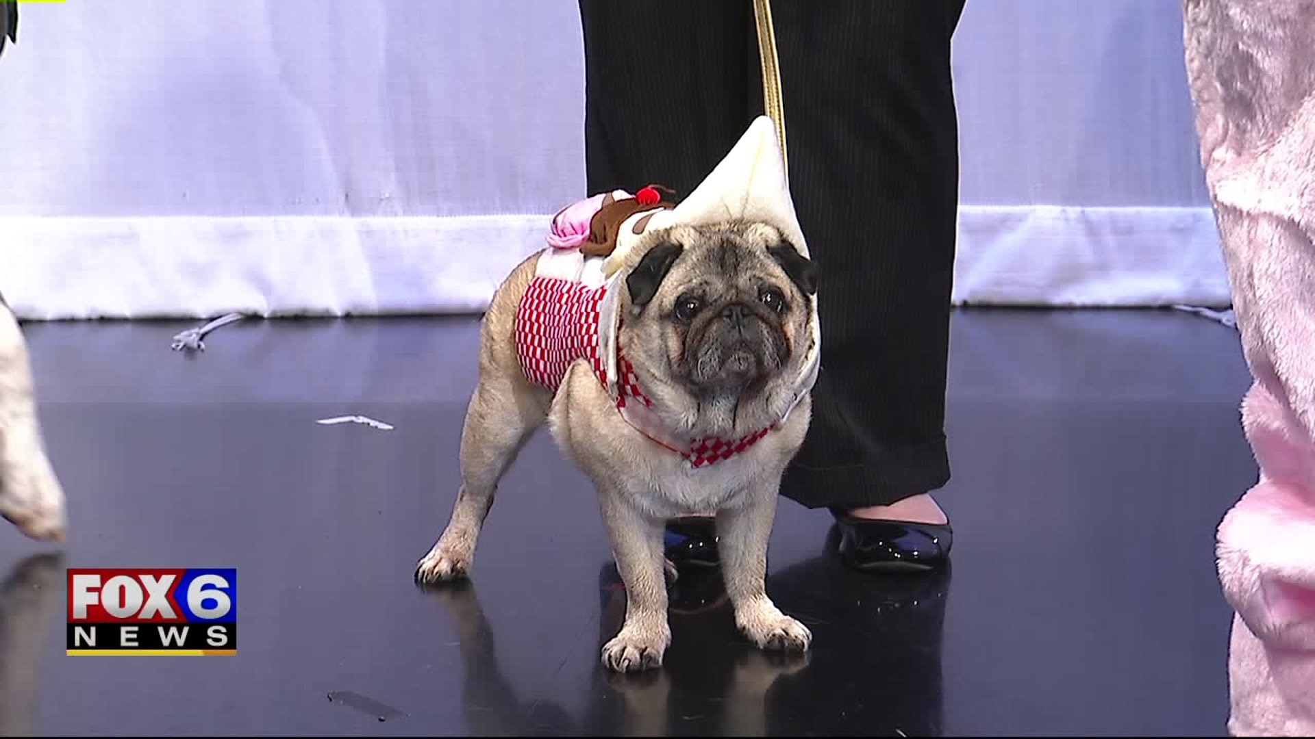 Fromm Petfest
