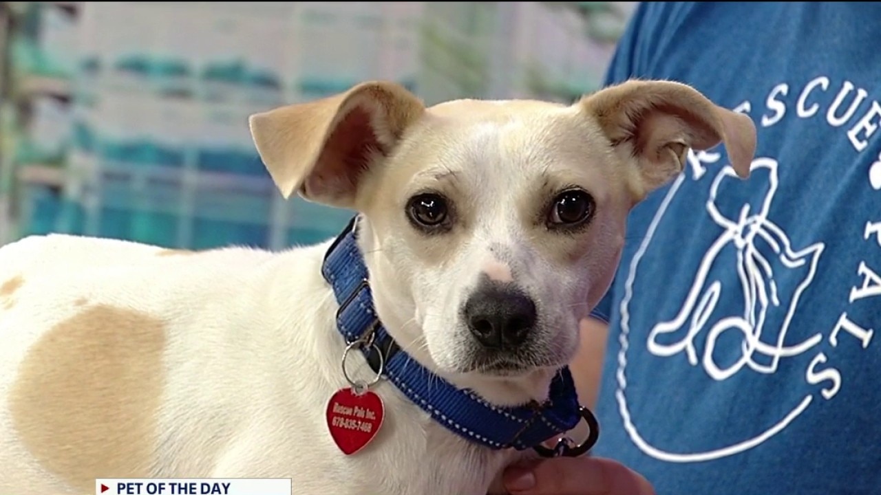 Pet of the day: Cheesestick