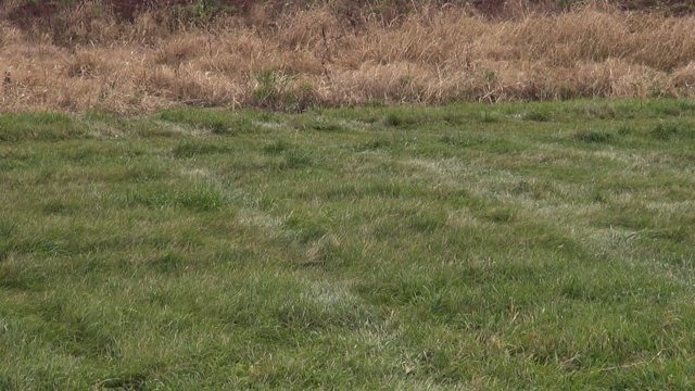 Armed man leads police, deputies on pursuit that reaches 100 m.p.h.