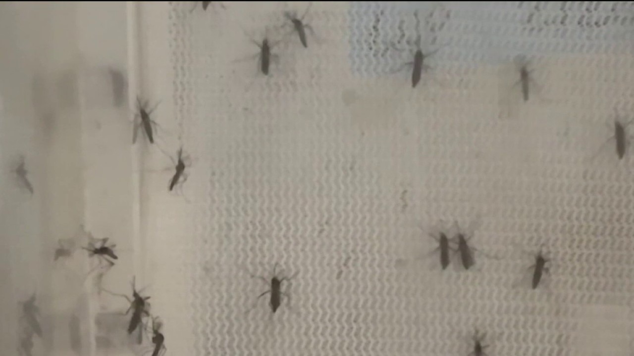 Mosquito spraying in Hillsborough 