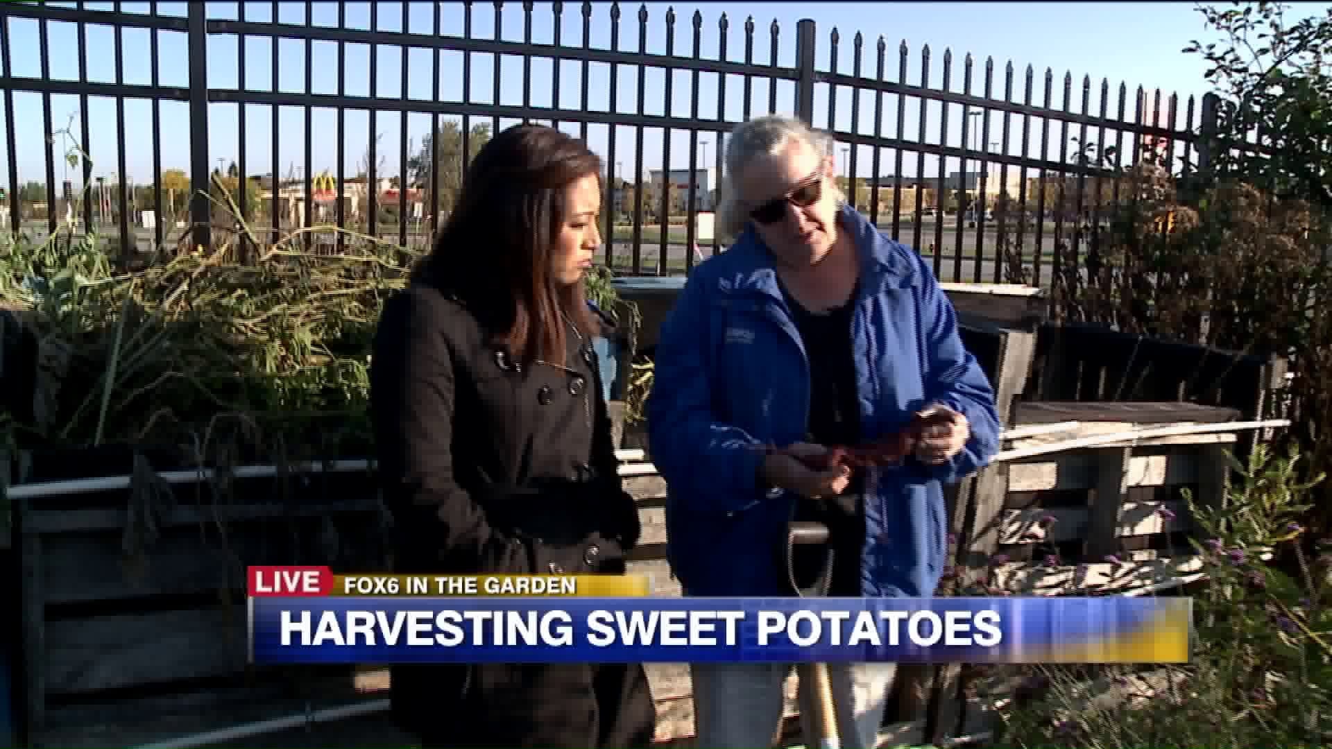Harvesting sweet potatoes