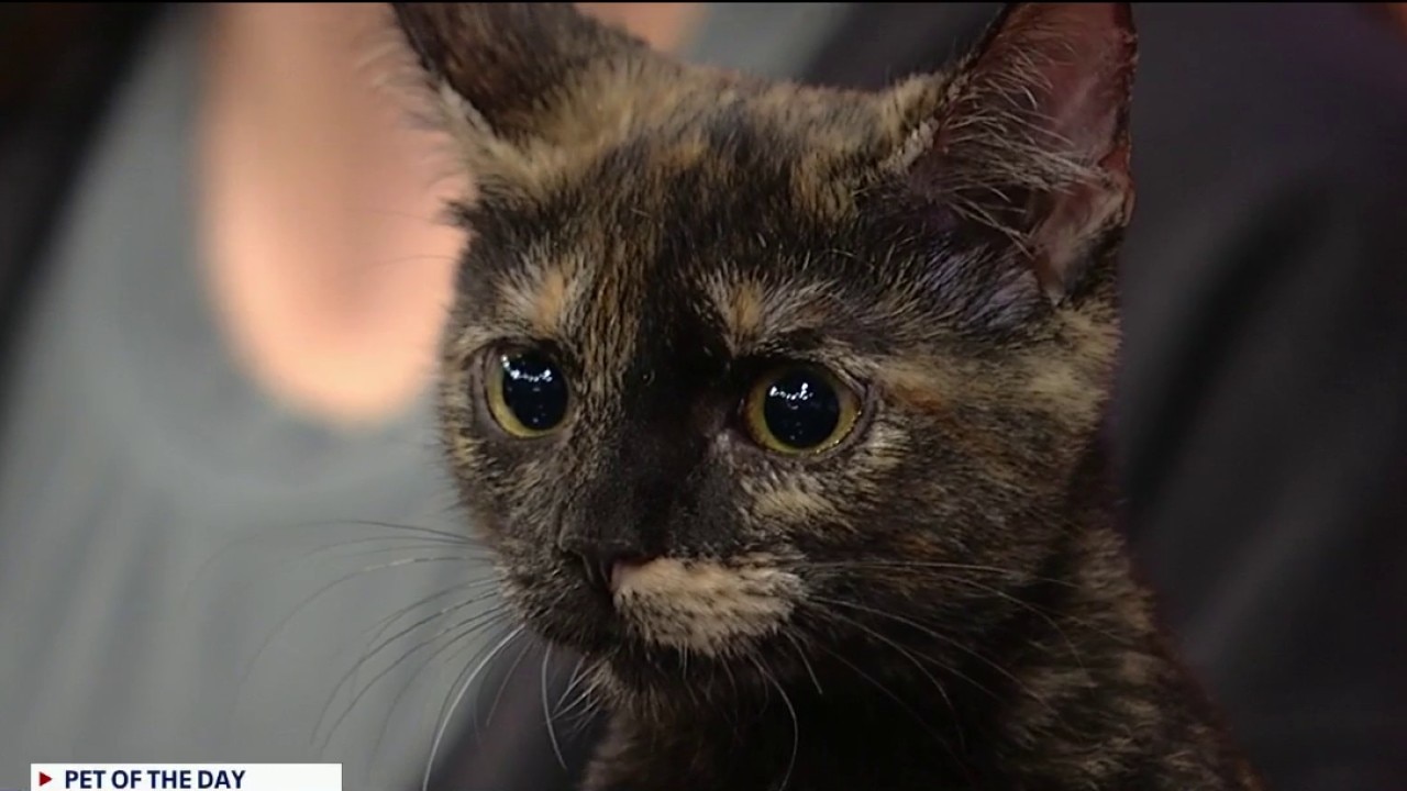 Pet of the day: Bailey 