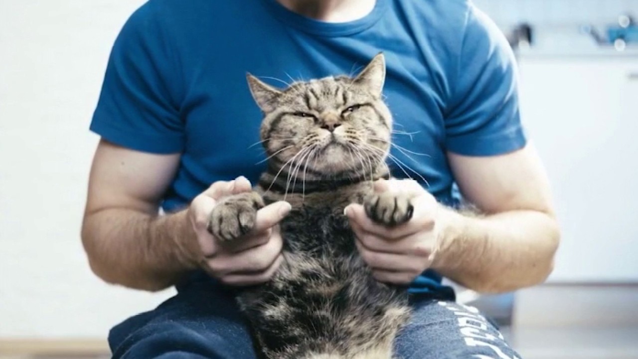 Talk of the Day: The rise of the 'Cat Dad'
