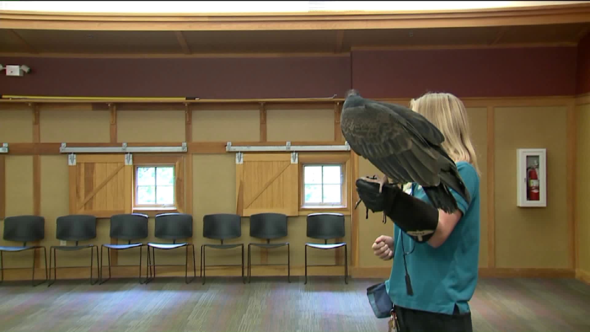 A look at the birds