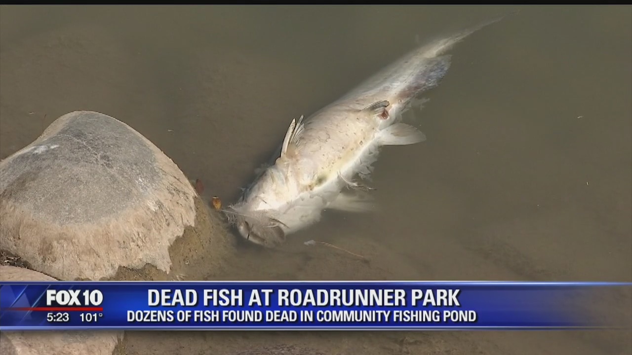 Several fish turn up dead in Phoenix pond
