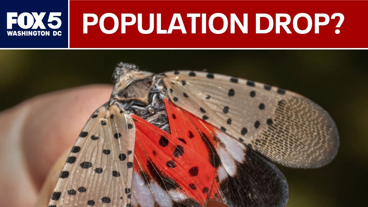 DC's spotted lanternfly population could drop in coming years