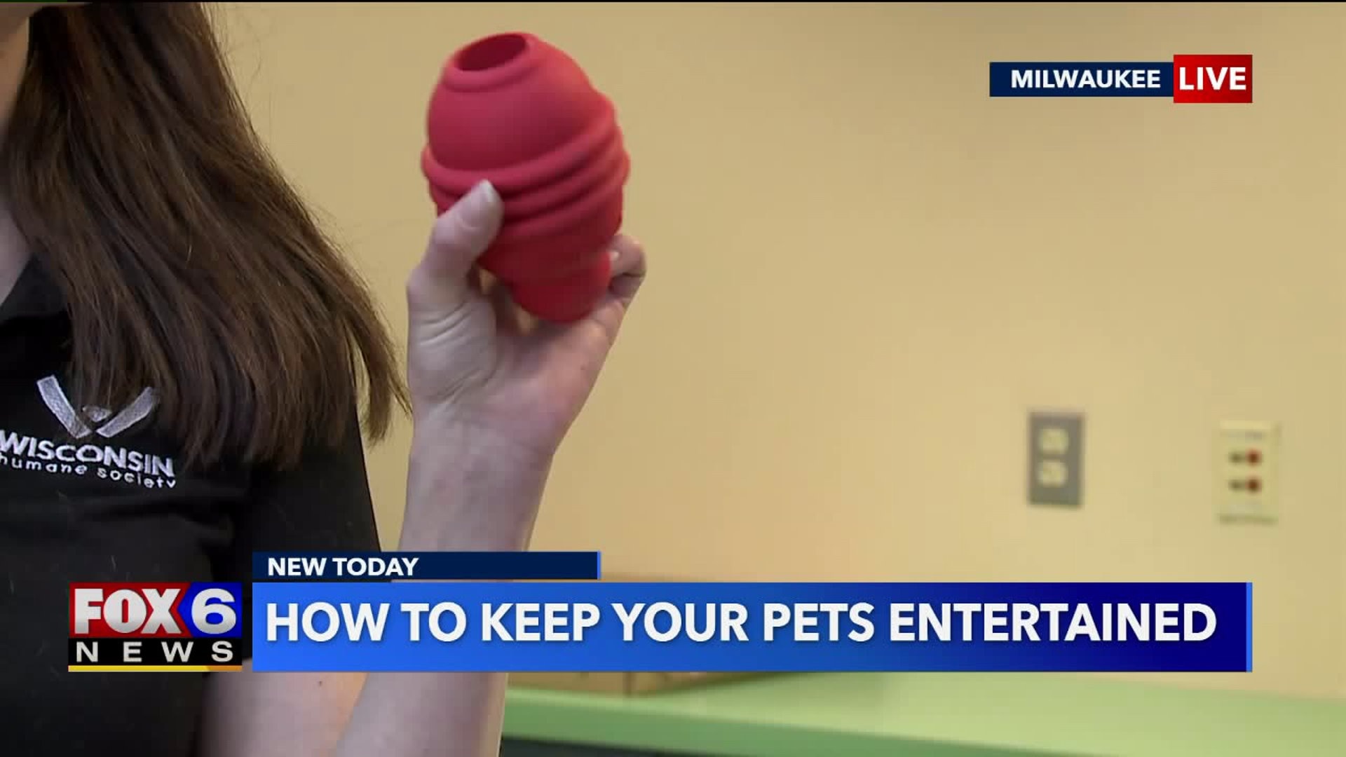 How to keep pets entertained