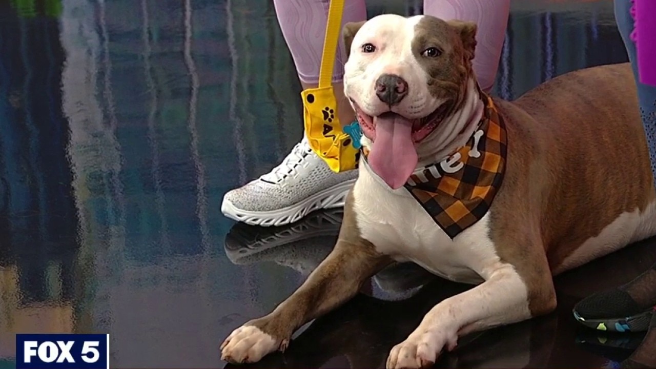 Pet of the day: Rex