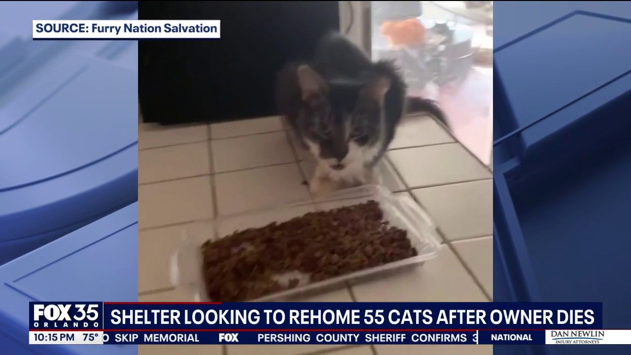 Dozens of cats seek homes after Port Orange rescuer dies