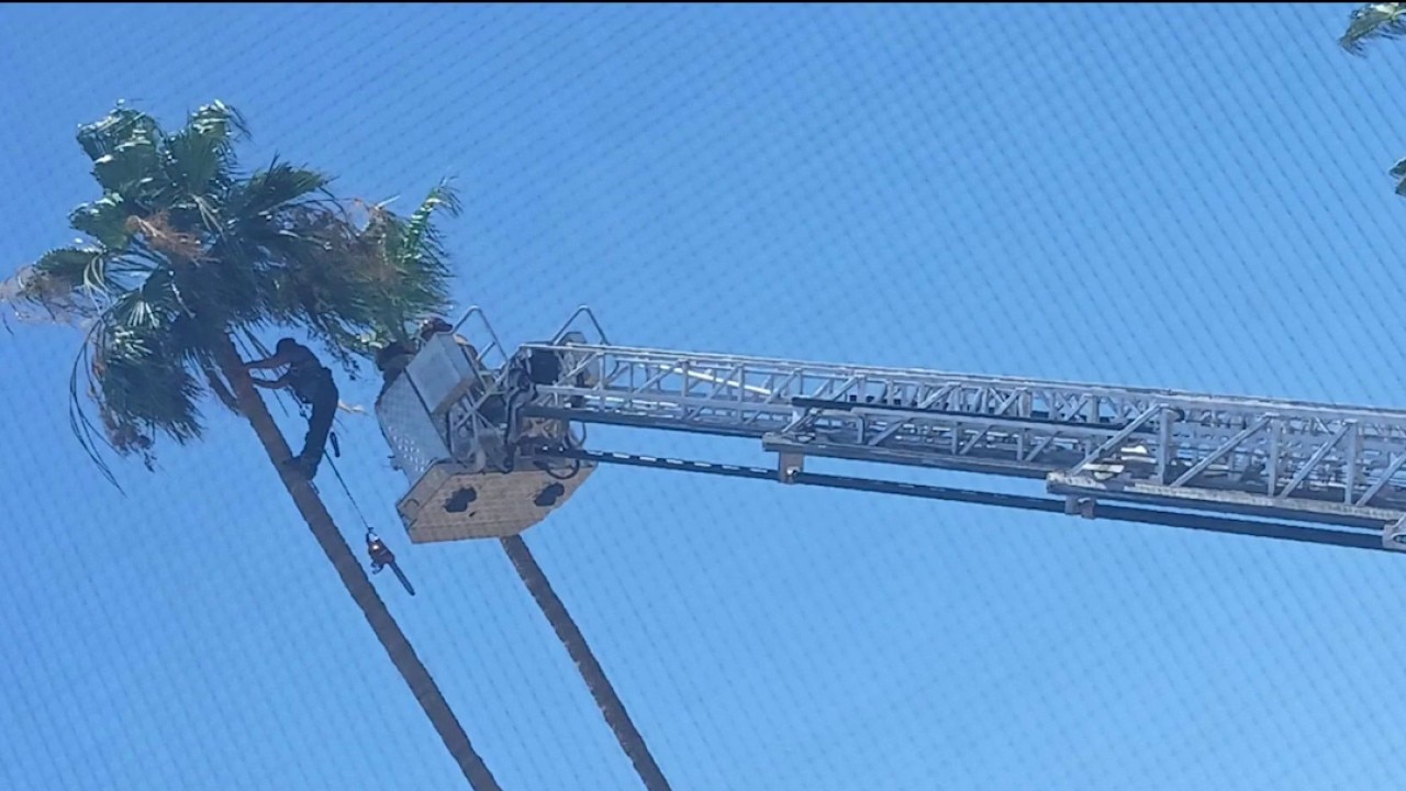 Tree trimmer rescued after equipment malfunction