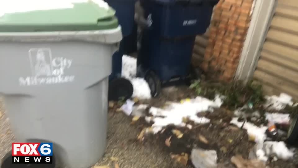 Alligator Found