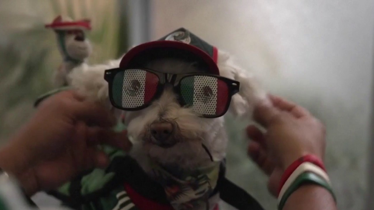 Rescue dog in Mexico jersey 'Osito' steals hearts at World Cup