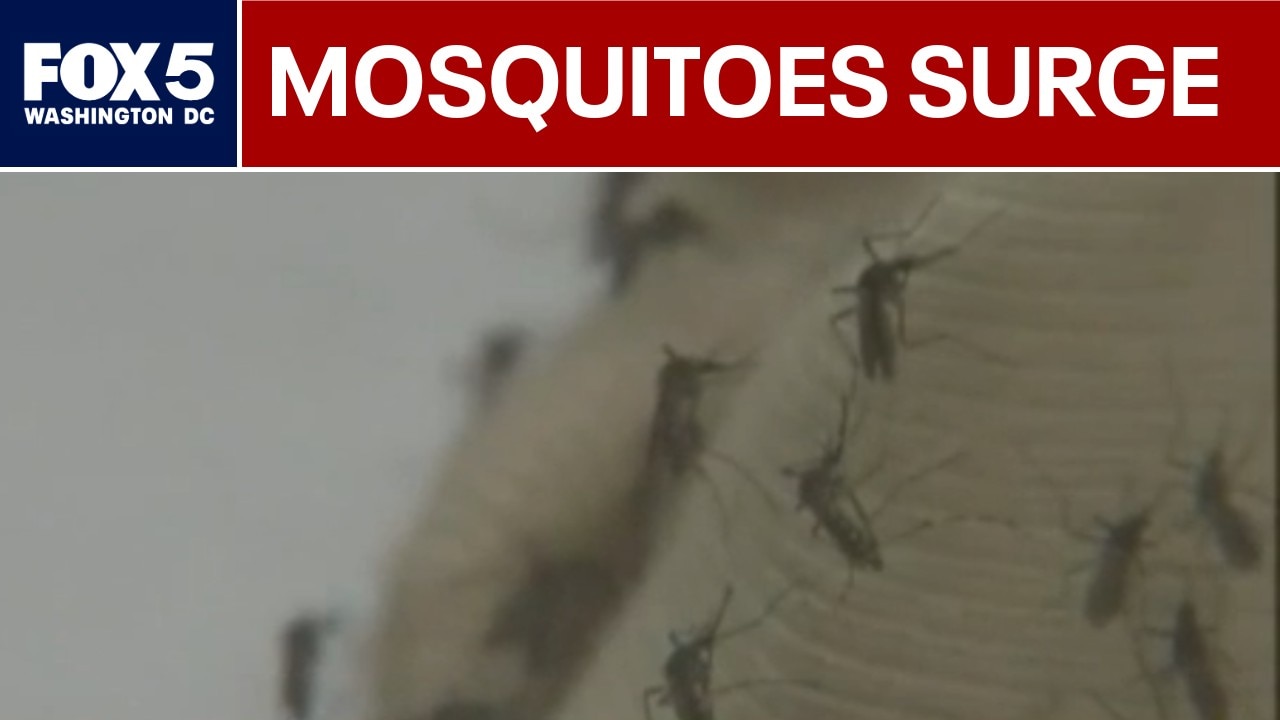 Cooling temperatures and rain fuel DMV mosquito resurgence