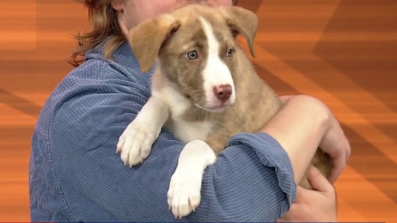Pet of the day: Lincoln