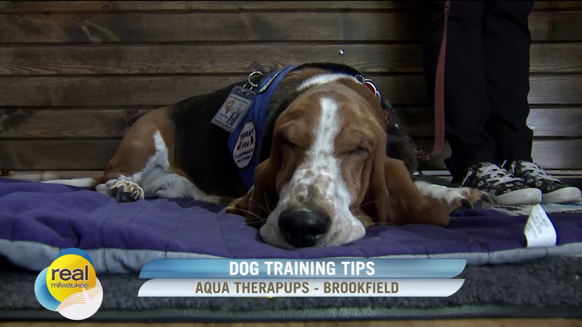 Dog training tips