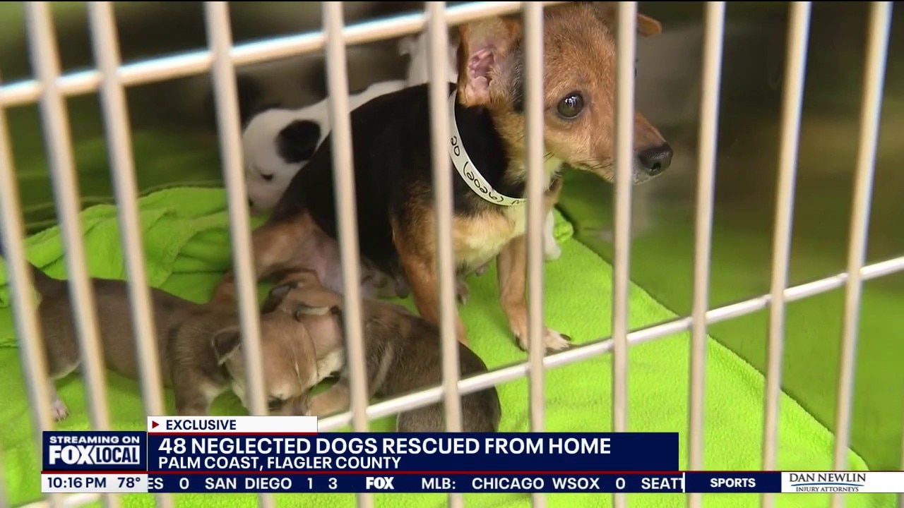 48 neglected dogs rescued from home