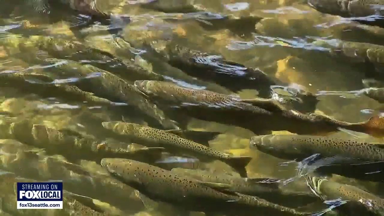 WA Coho salmon season potentially best in decades