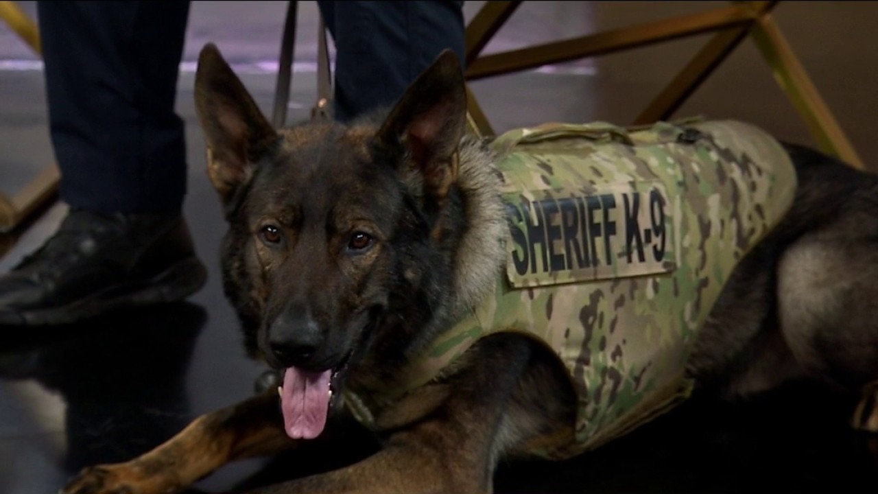 How K9 Lux stays safe: Inside Lake County Sheriff’s life-saving partnership