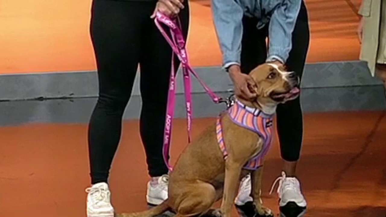 Pet of the day: Choose Love