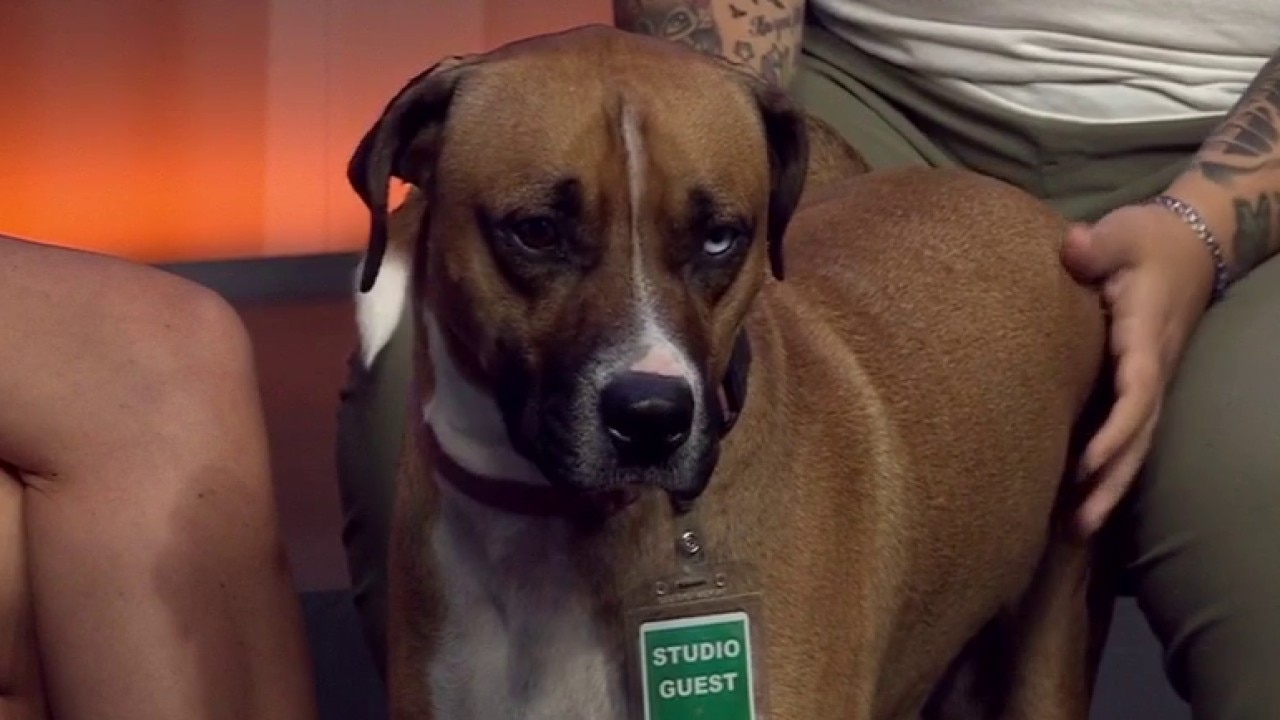 Cyclone at Pflugerville Animal Welfare Services