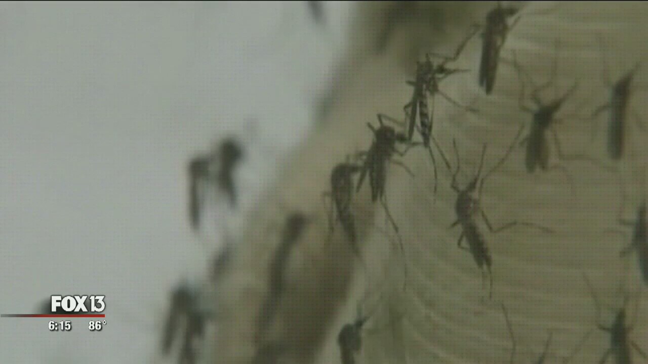 Zika could be worse this year: USF researchers