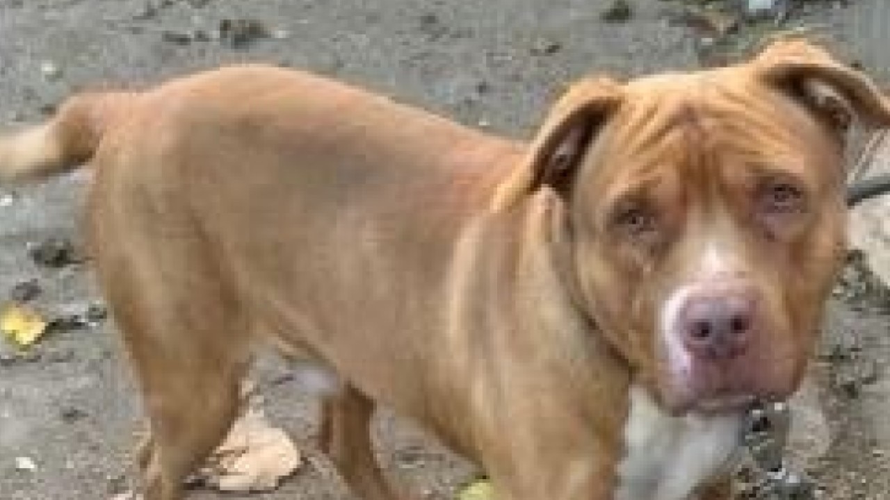 Detroit family says downed power line killed their dog