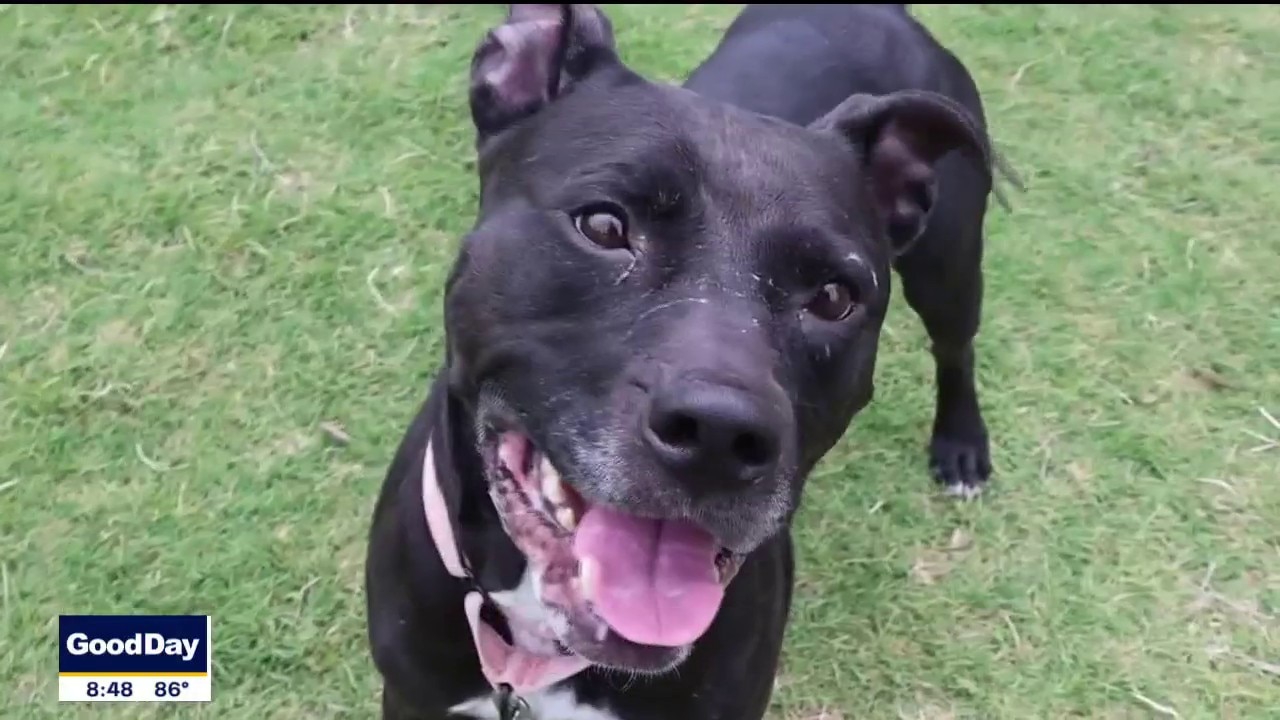 Dog of the Day: Ember