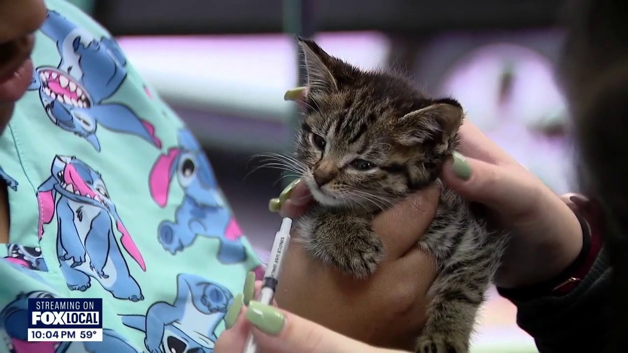 Auburn pet groomer seeks help after taking in 14 cats, kittens
