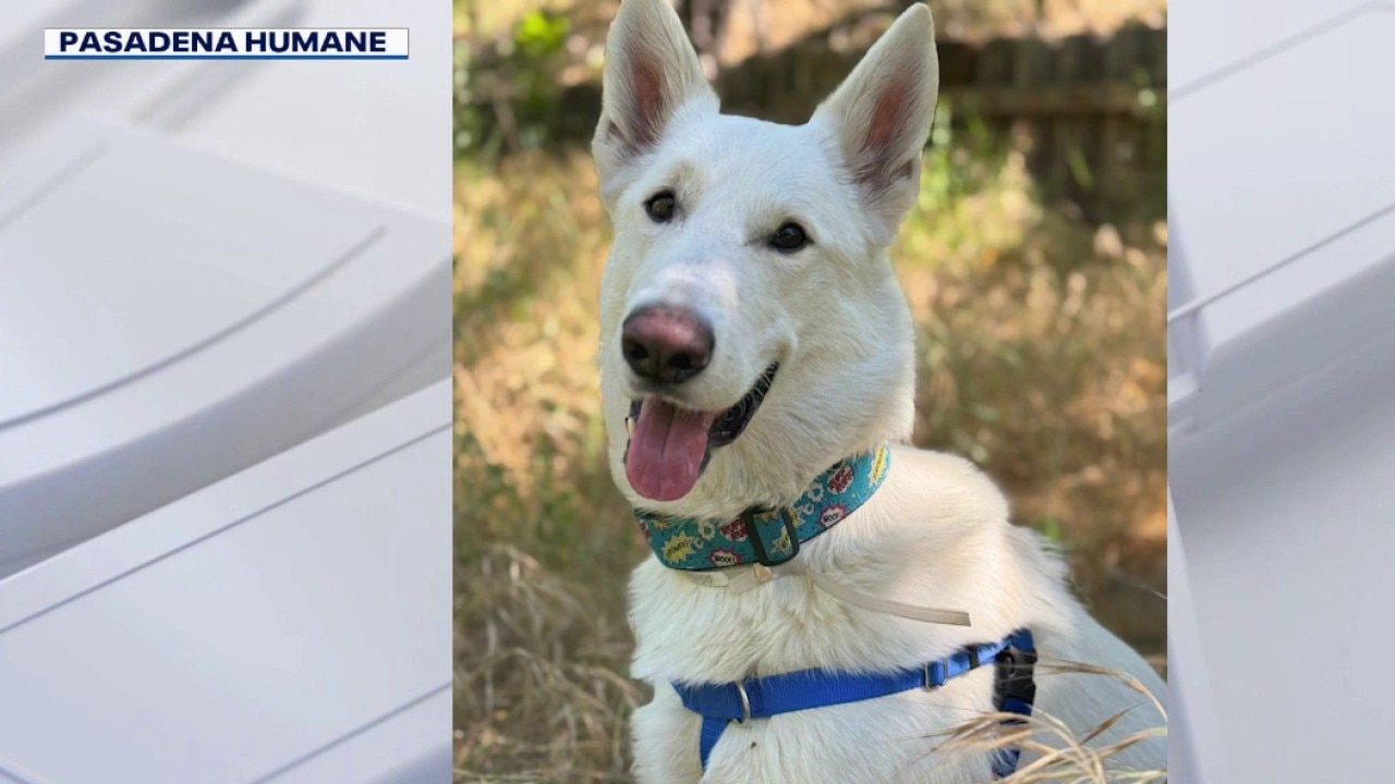 All Eaton Fire shelter animals have new homes