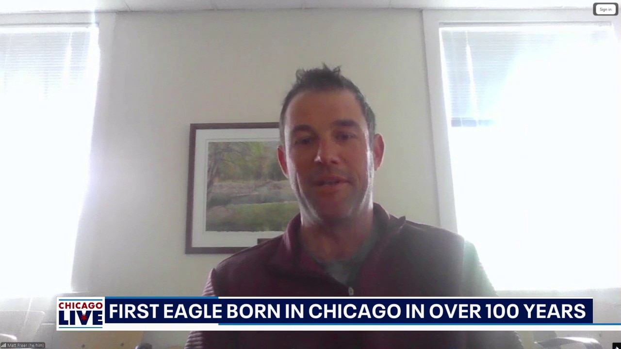 Chicago sees first eaglet born in city in over 100 years | ChicagoLIVE
