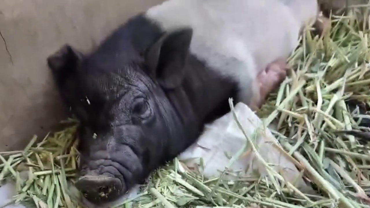Small pig hogs spotlight in West Hollywood