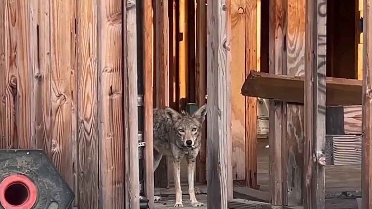 Coyotes take over abandoned WeHo construction site 