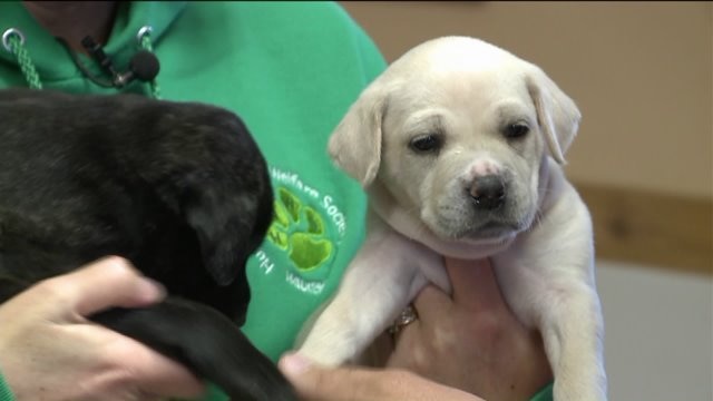 HAWS will be holding their 33rd Annual Pet Walk Extravaganza this weekend