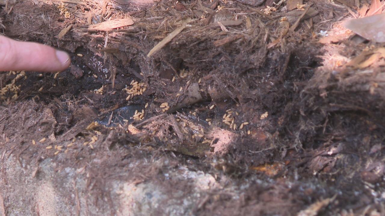 Check for harmful invasive ants ahead of mulching this spring
