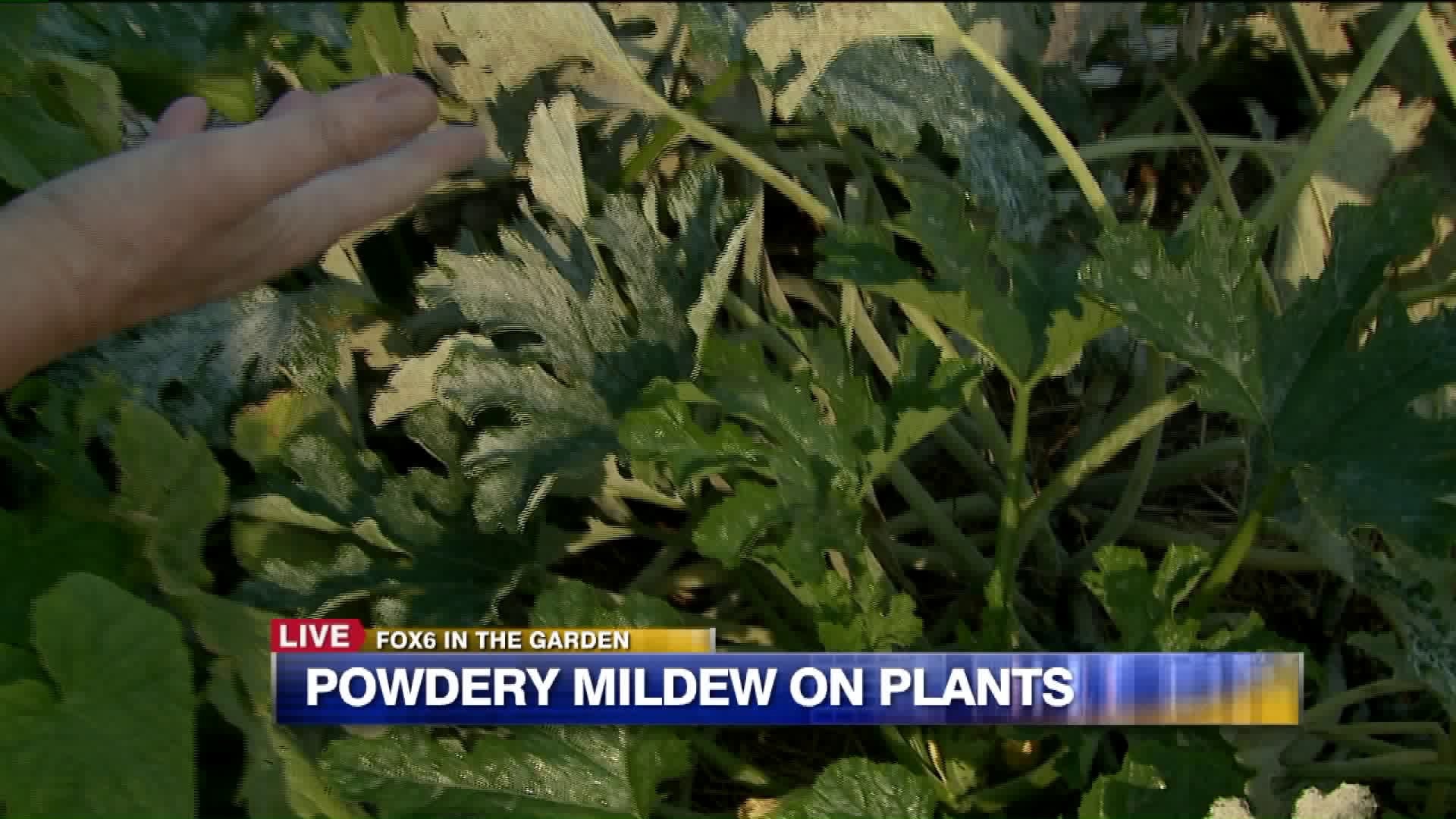 Powdery mildew on plants