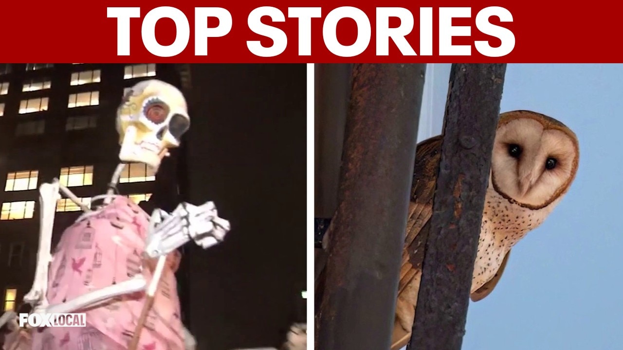 NYC Halloween parade kicks off; barn owl nest disrupted at Manhattan building | TOP STORIES