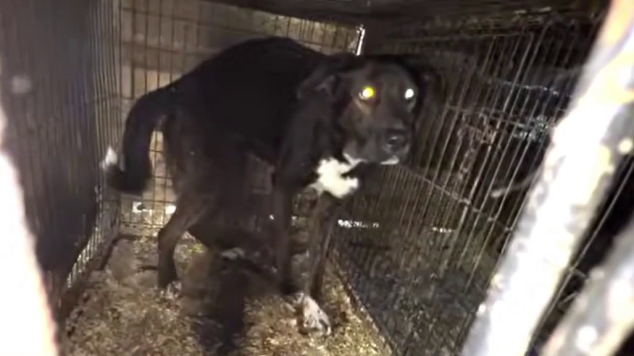 Animal rescue operator charged with animal cruelty
