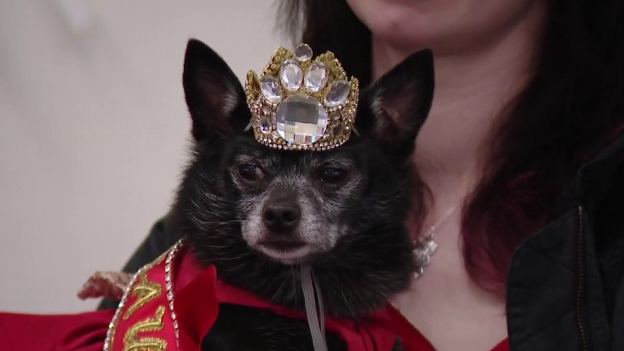 2026 Austin Barking Beauty Pageant 