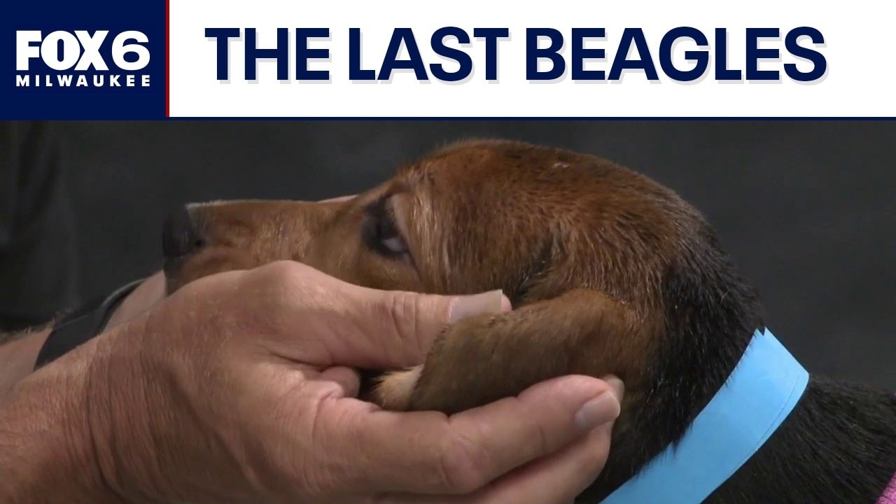 Ridglan Farms beagles: Last dogs released