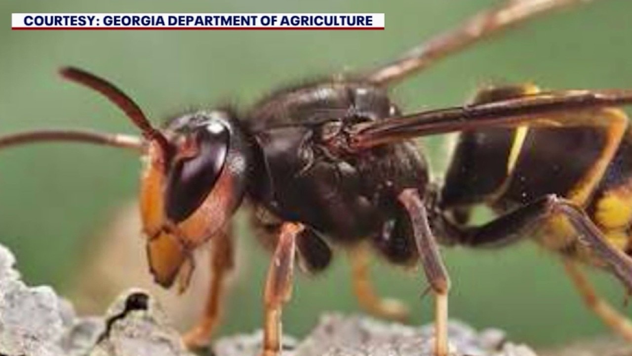 Trending now: Hornets, arrests and weekend fun
