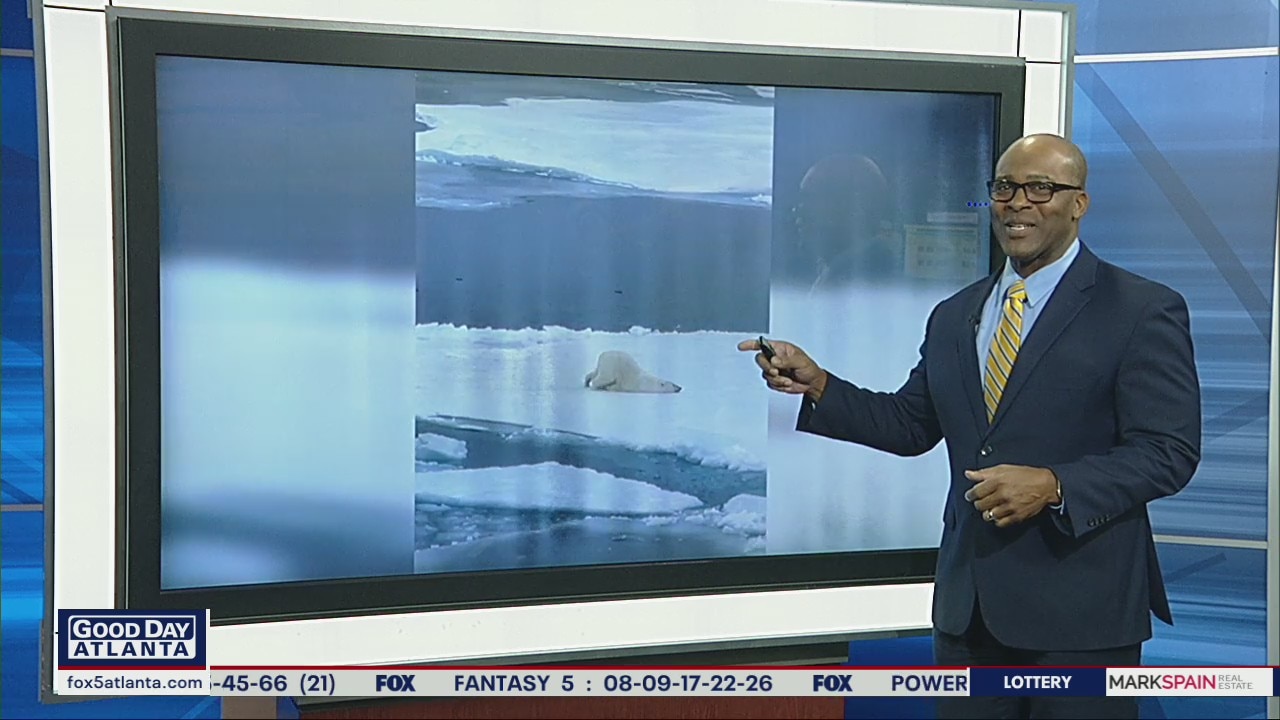 Polar Bear puts on a show for tourists