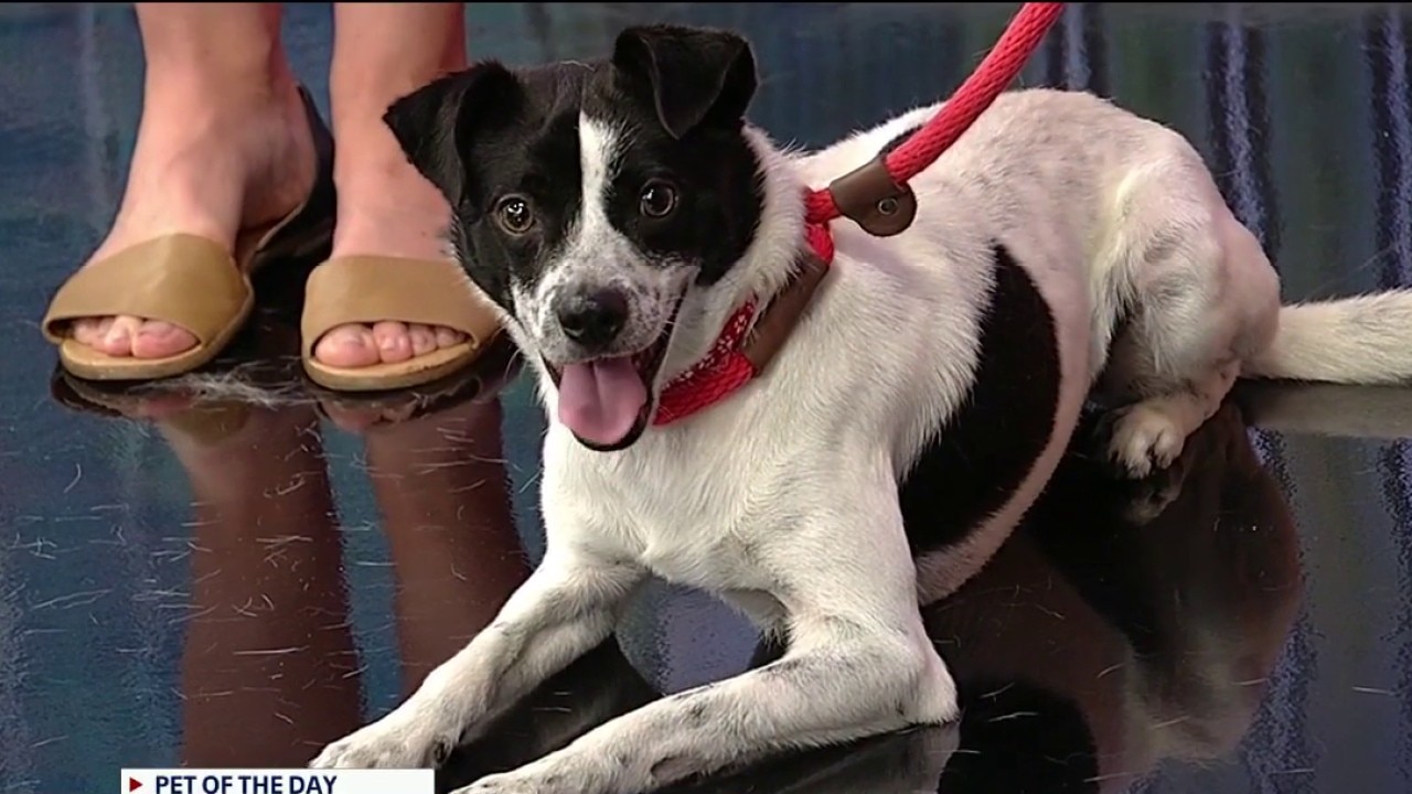 Pet of the day: Jethro