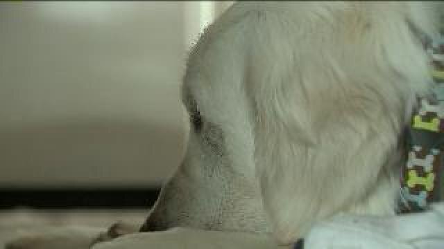 Missing dog found at meat store