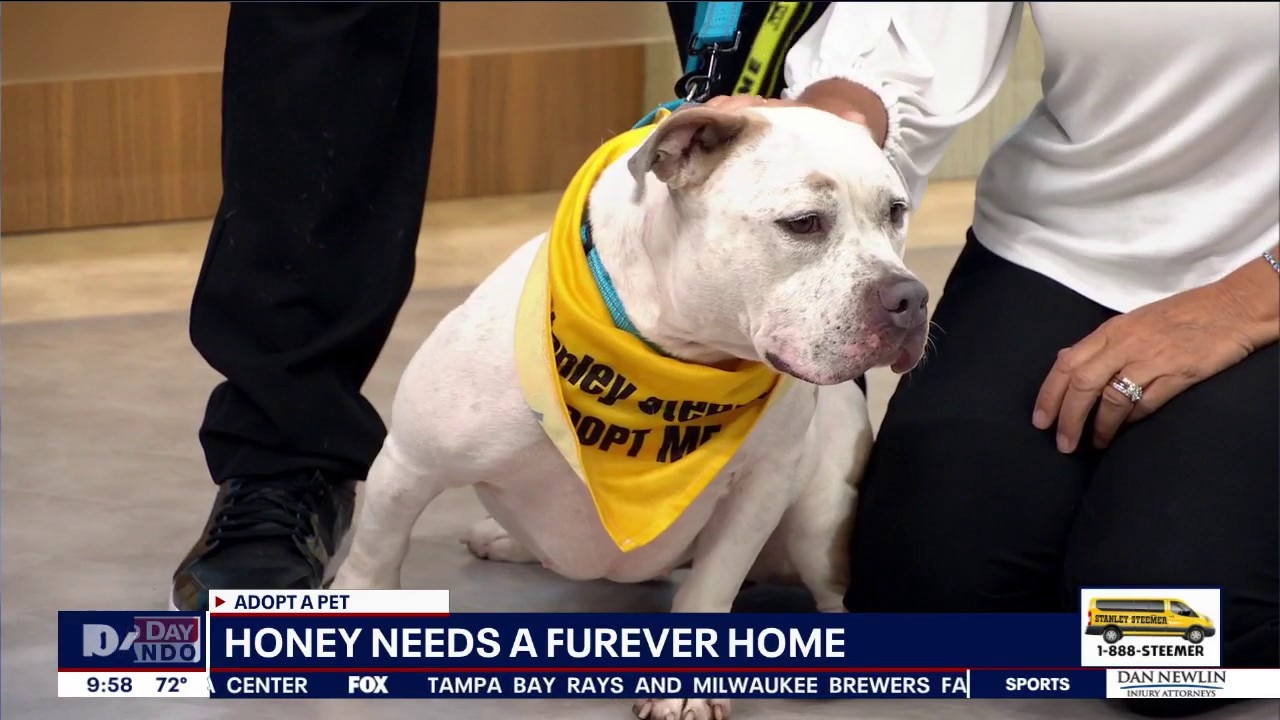 Adopt-A-Pet: Meet Honey