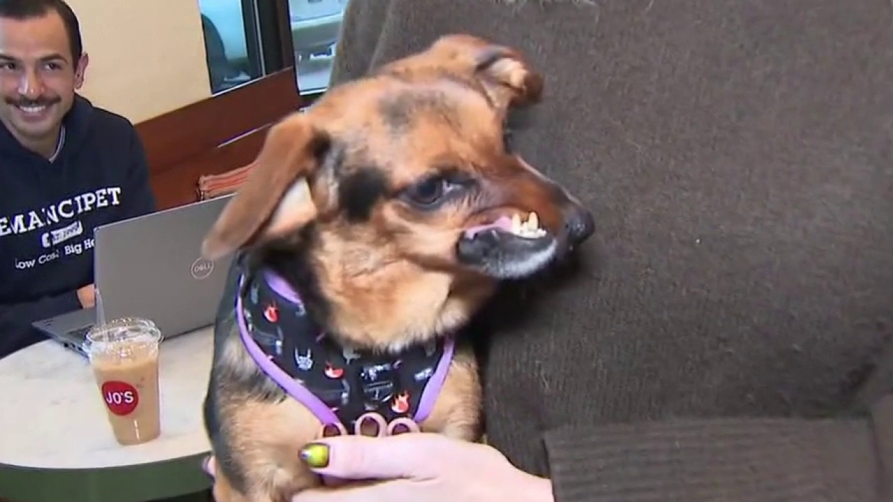 Jo's Coffee hosting annual Ugly Dog Contest