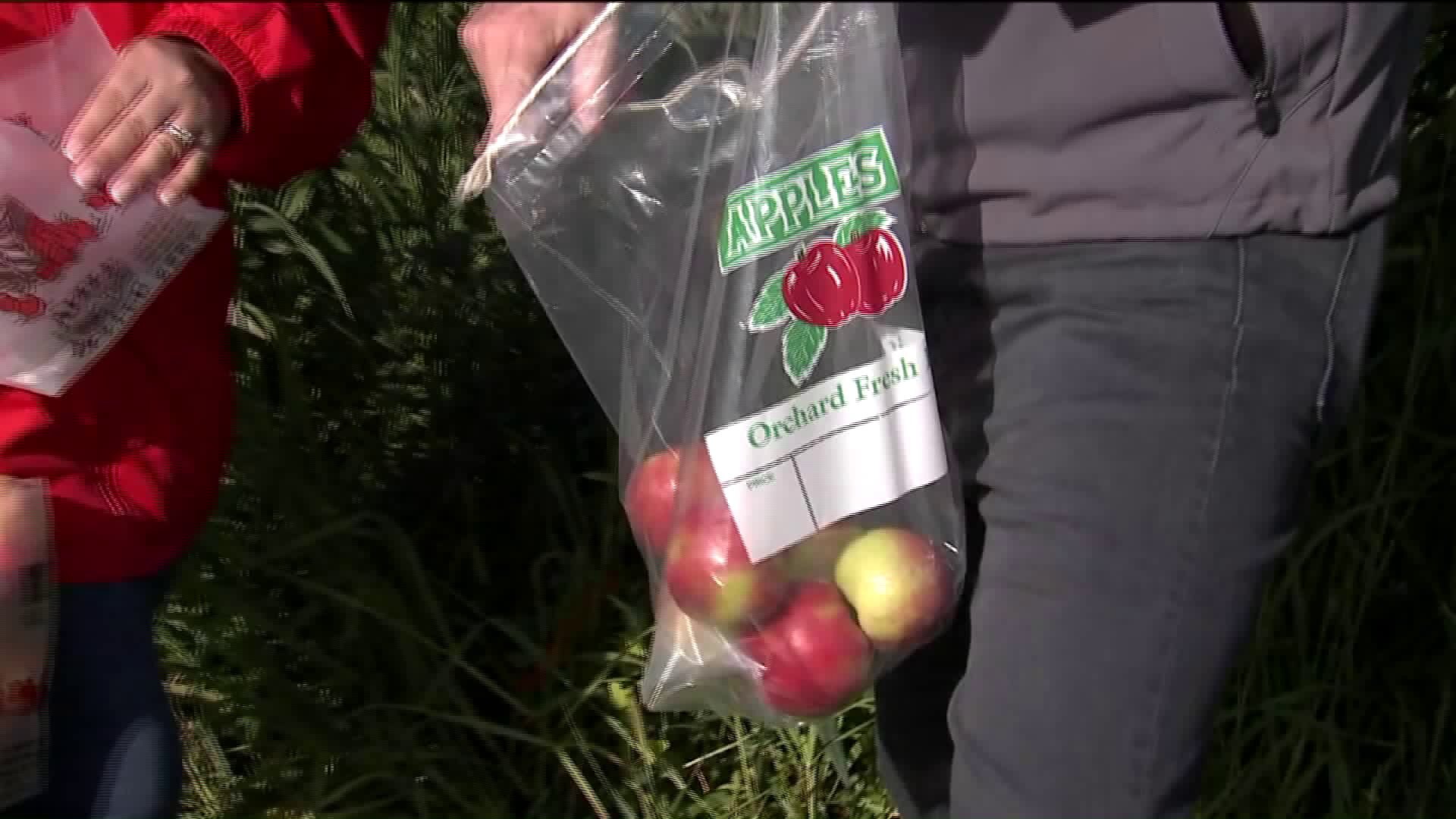 Apple Holler