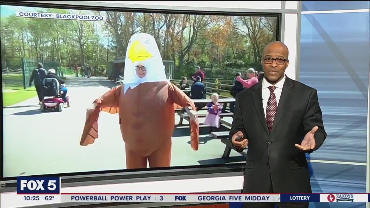 Zoo looking for anti-seagull 'Human Eagles'